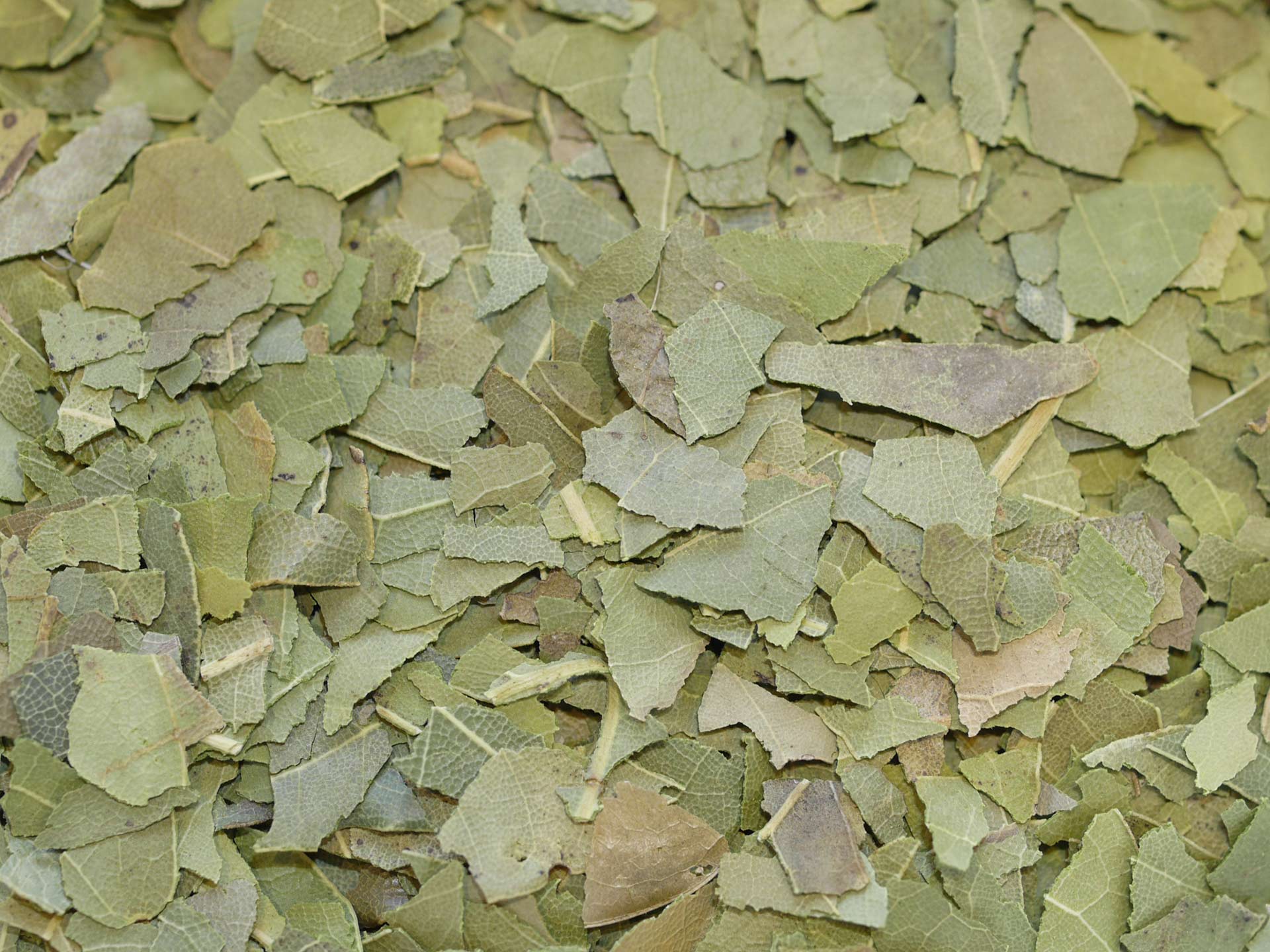 Feuilles de laurier Bio – Image 2