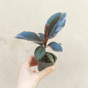 Ficus elastica Belize