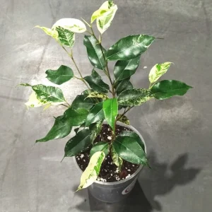Ficus El Dorado