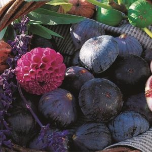 Figuier ROUGE DE BORDEAUX