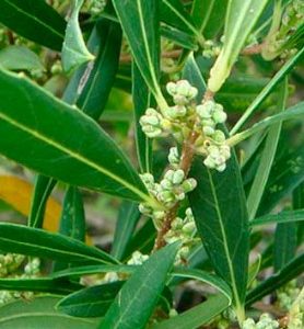 Filaire à Feuilles Étroites (Phillyrea Angustifolia)