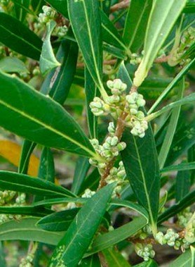 Filaire à Feuilles Étroites (Phillyrea Angustifolia)