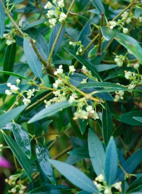 Filaire à Feuilles Étroites (Phillyrea Angustifolia) – Image 2