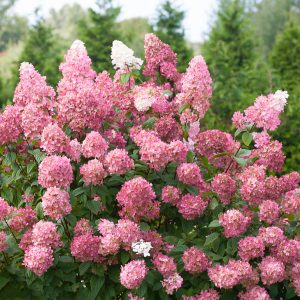 Hortensia Hydrangea Paniculé