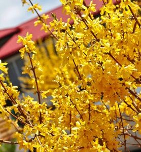 Forsythia “Mimosa de PARIS”