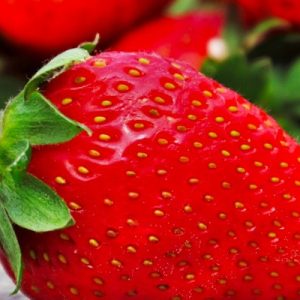 Fraisier GROSSES FRAISES