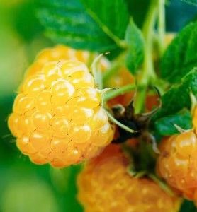 Framboisier FALLGOLD