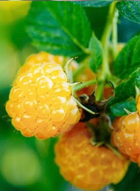 Framboisier FALLGOLD