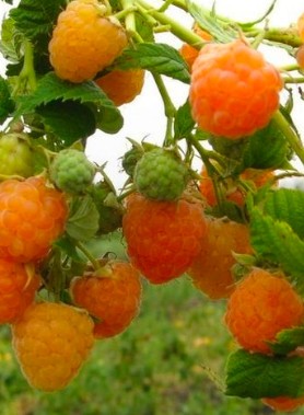 Framboisier FALLGOLD – Image 2