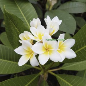 Frangipanier « Le Mystérieux »