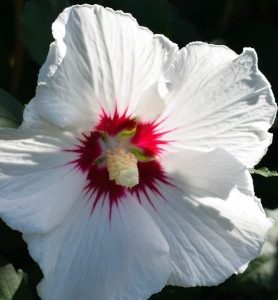 Graines d’Hibiscus