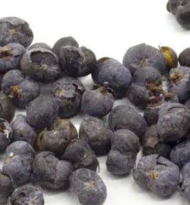 Graines de palmier WASHINGTON