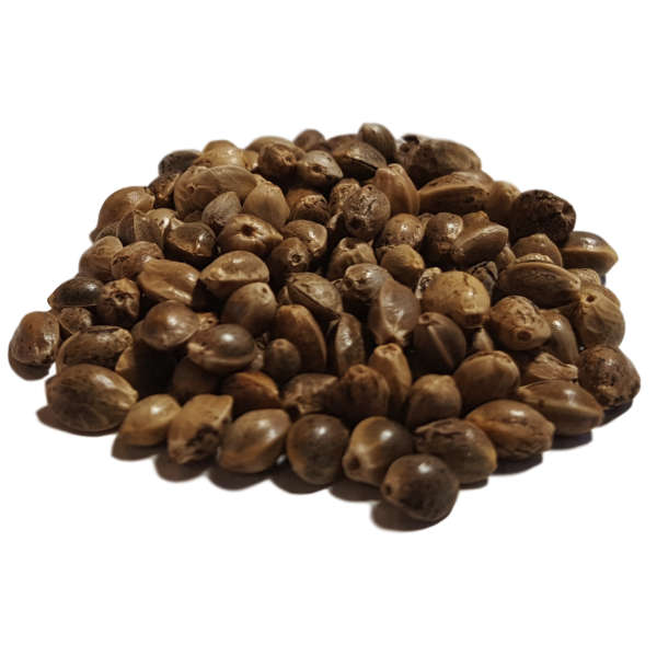 Graines de chanvre bio – Image 2