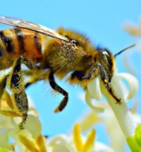 Graines pour Abeilles / Papillons et autres butineurs