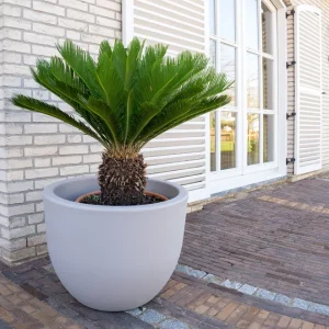 Cycas
