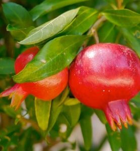 Grenadier PUNICA GRANATUM