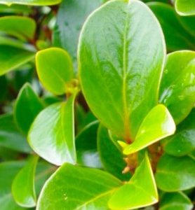 Griseline du littoral