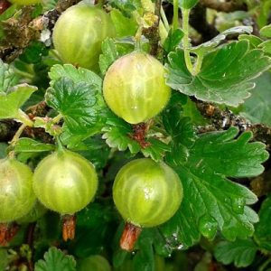 Groseillier A MAQUEREAU