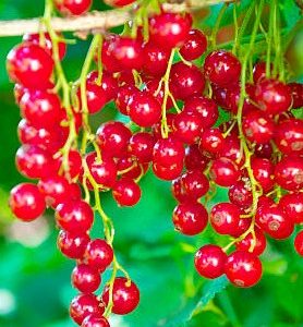 Groseillier JONKHEER VAN TETS