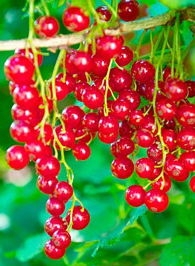 Groseillier JONKHEER VAN TETS