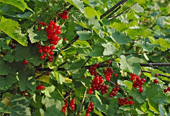 Groseillier JONKHEER VAN TETS – Image 2