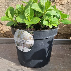 Hortensia Hydrangea Macrophylla