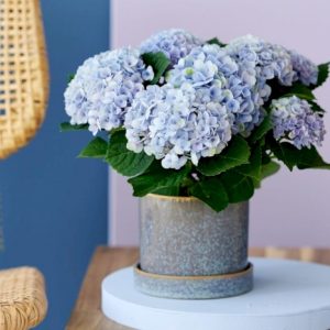 Hortensia d&rsquo;intérieur (hydrangea macrophylla)