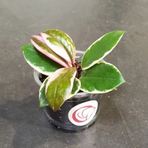 Hoya Carnosa Tricolor Flamingo Dream