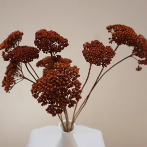 Une botte d&rsquo;Achillea Silvestre Séchée