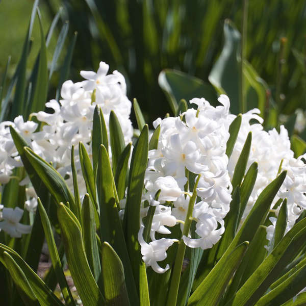 Mix de jacinthes bio – Image 4