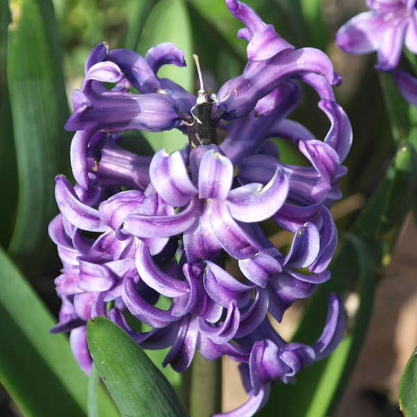 Mix de jacinthes bio – Image 3