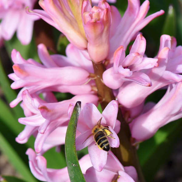 Mix de jacinthes bio – Image 5