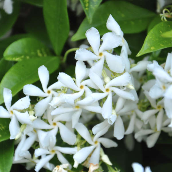 Jasmin étoilé – Image 3