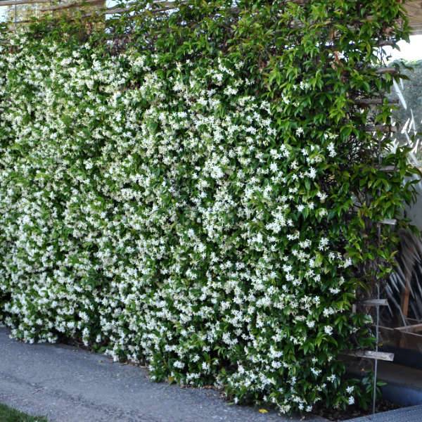 Jasmin étoilé – Image 4