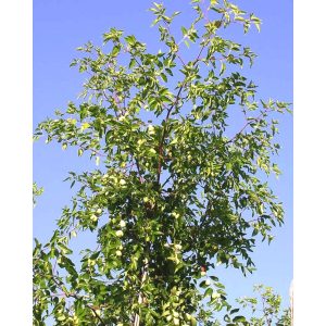 JUJUBIER (Ziziphus sativa)