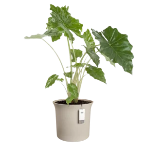 Pot Elho June Tulip prémium