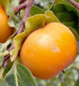 Kaki JIRO (Plaqueminier)