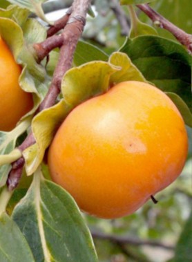 Kaki JIRO (Plaqueminier)