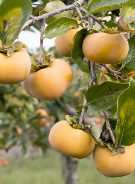 Kaki JIRO (Plaqueminier) – Image 2