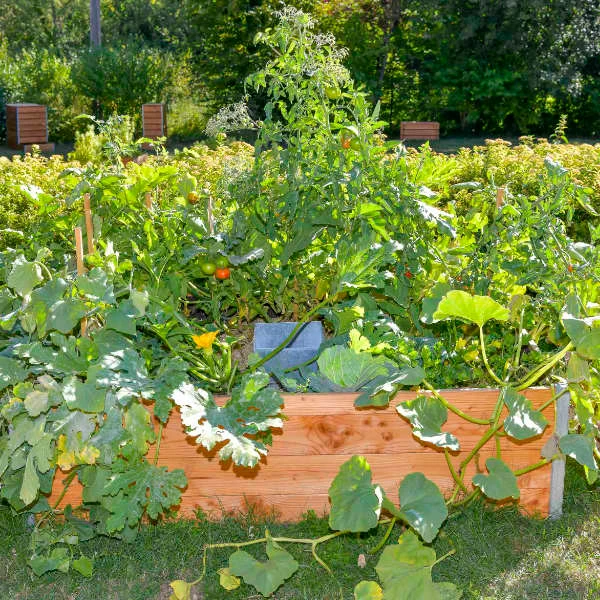 Keyhole garden – Potager autonome – Image 3