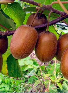 Kiwi VERT Male et Femelle – Image 2