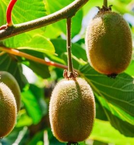 Kiwi VERT Male et Femelle