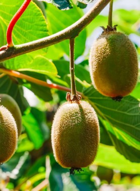 Kiwi VERT Male et Femelle