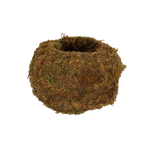 Kokedama « boule de mousse »