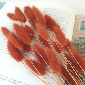 Une botte de Lagurus Terracota