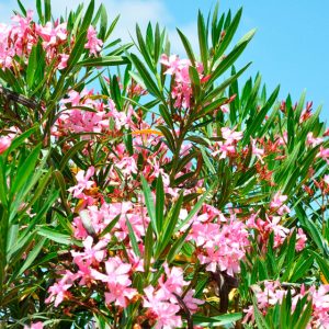 Laurier Rose (Nerium Oleander)