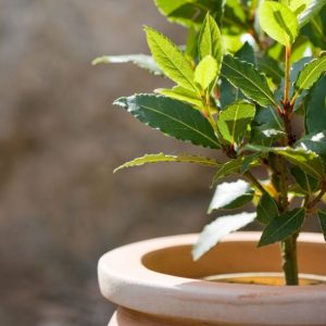 Laurier Sauce (laurus nobilis)