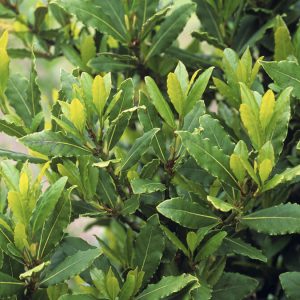 Laurier Sauce Arbuste (Laurus Nobilis)