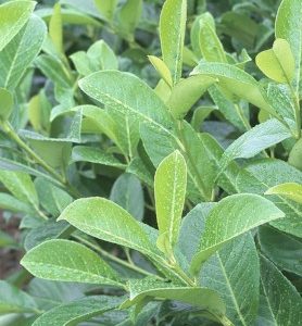 Laurier palme CERISE