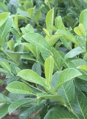 Laurier palme CERISE